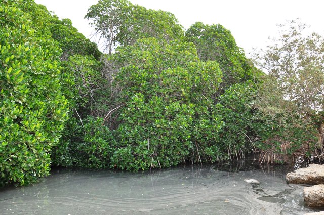 Rhizophora mucronata-2